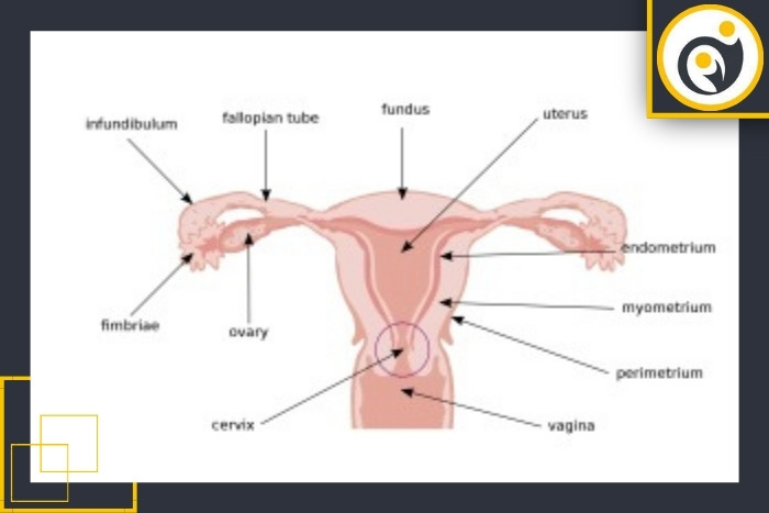 آیا بزرگی رحم نیاز به درمان دارد؟ آیا بزرگی رحم نیاز به درمان دارد؟